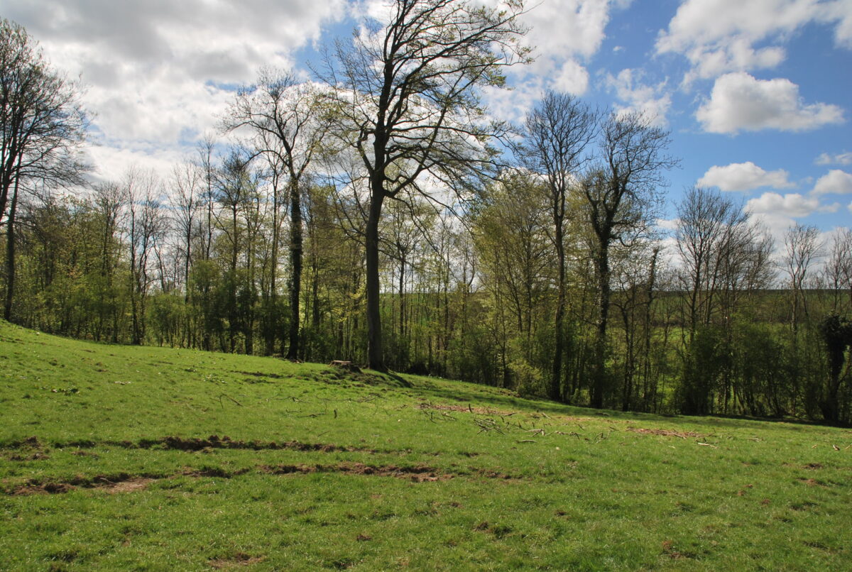 Opération plantation Opération plantation A Petits PAS 2023/2024 Ruisseauville CCHPM Haies champêtres Arbres