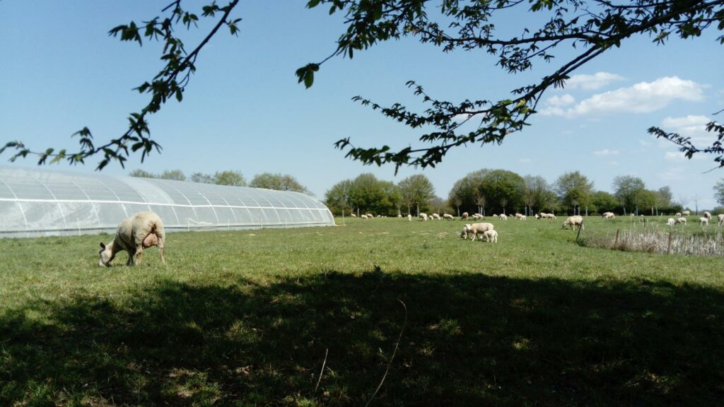 La pâture et les serres