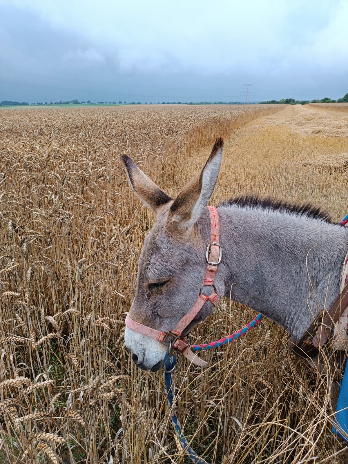A la découverte de l'âne