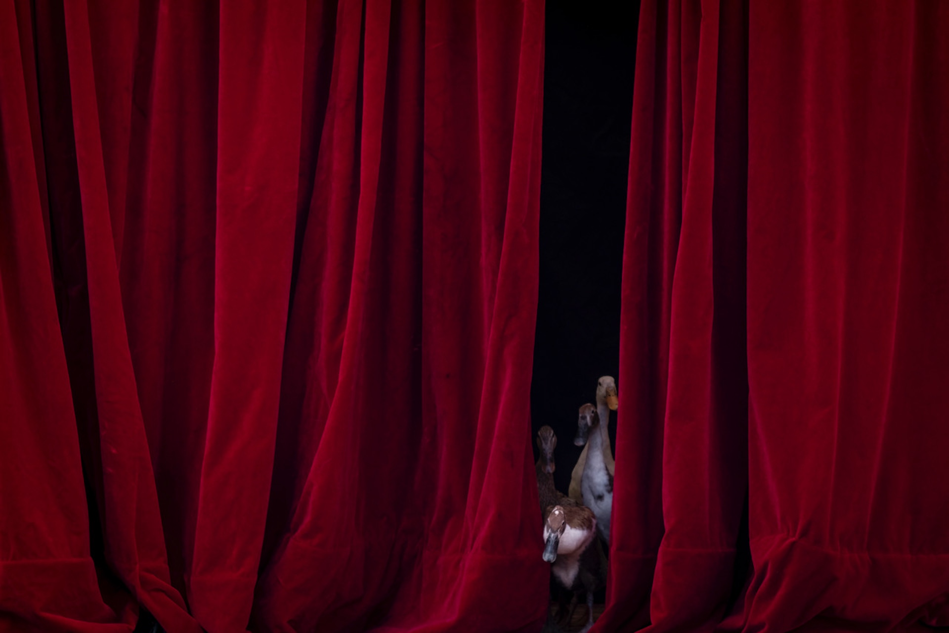 Un spectacle ou des canards etun chien sont les artistes
