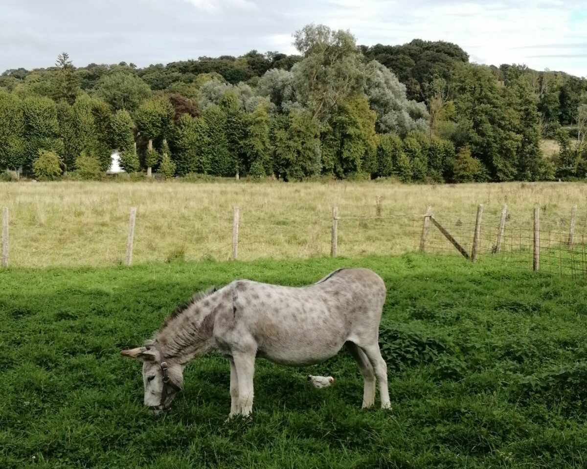 A la découverte de l'âne