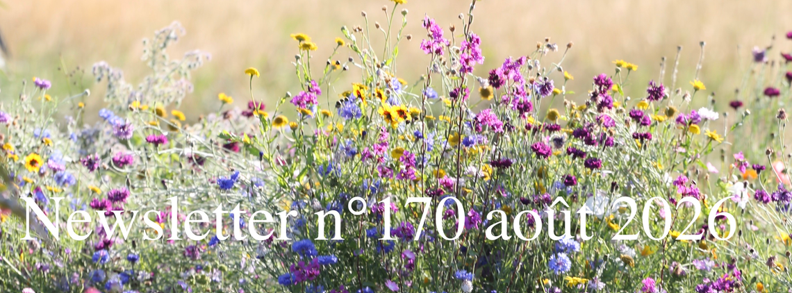 Newsletter Aout 2026